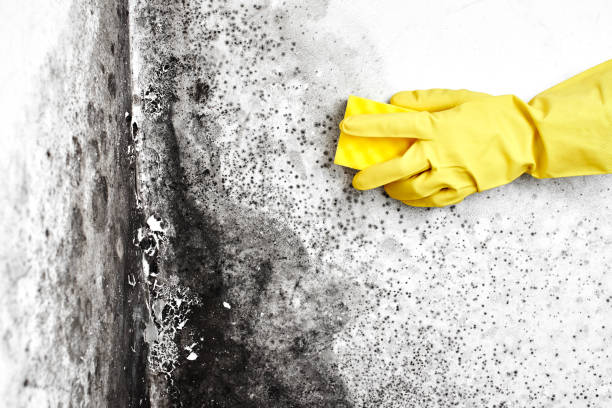 Best Toxic Mold Removal  in Pembroke, VA