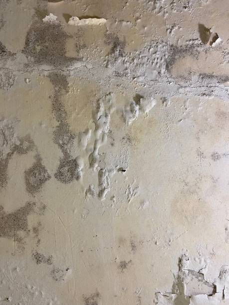Best Mold Damage Repair  in Pembroke, VA