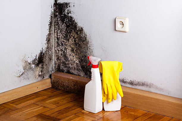 Best Best Mold Removal Companies  in Pembroke, VA