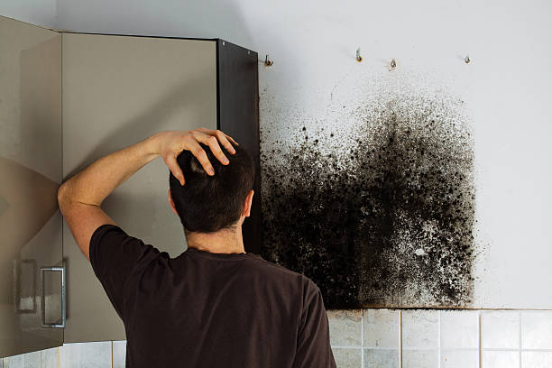 Best Professional Mold Removal  in Pembroke, VA