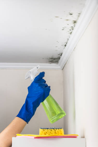 Best Same-Day Mold Removal  in Pembroke, VA